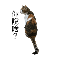 [LINEスタンプ] cat chew-mi