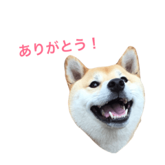 [LINEスタンプ] 柴犬 あい