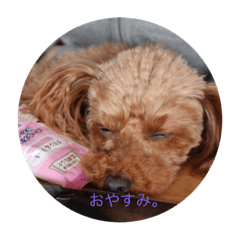 [LINEスタンプ] 可愛い愛犬です。の画像（メイン）