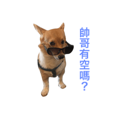 [LINEスタンプ] Corgi Baby Hu Hungdou