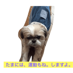 [LINEスタンプ] シーズー おとぼけクララ♪の画像（メイン）