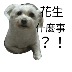 [LINEスタンプ] catcat_dogdogの画像（メイン）