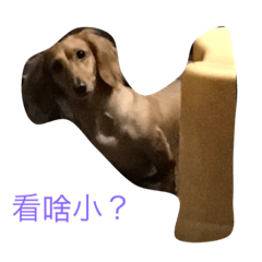 [LINEスタンプ] Hot doooooooogの画像（メイン）