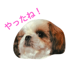 [LINEスタンプ] ミックス犬 マルシーズーの日常