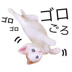 [LINEスタンプ] おもちくんのスタンプ。の画像（メイン）