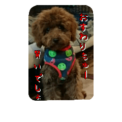 [LINEスタンプ] Strange dog  ！