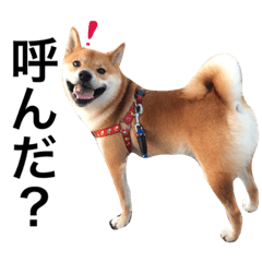 [LINEスタンプ] 柴犬キャメルpart3