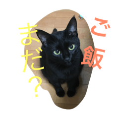 [LINEスタンプ] pet's stamp