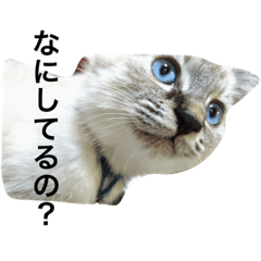 [LINEスタンプ] じゆうすぎるねこ