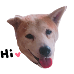 [LINEスタンプ] Shiba-BaoBaoの画像（メイン）