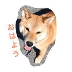 [LINEスタンプ] Day-to-day of dog