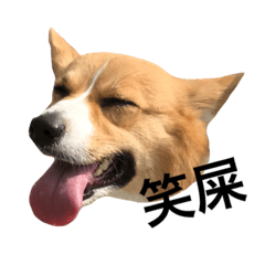 [LINEスタンプ] corgi flower