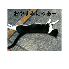 [LINEスタンプ] 野良猫の日々