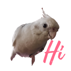 [LINEスタンプ] happy bird lifeの画像（メイン）