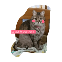 [LINEスタンプ] ほっぺの赤いベルにゃん。