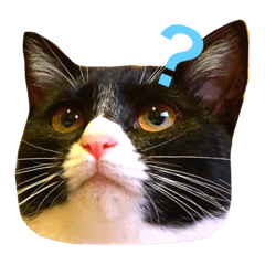 [LINEスタンプ] ハチワレ猫のブン