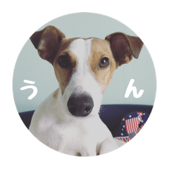 [LINEスタンプ] ジャックとチワワの一言