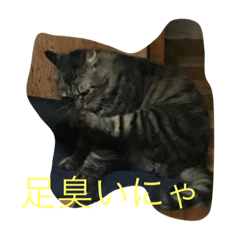 [LINEスタンプ] ニャン吉 スタンプ ベスト