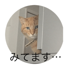 [LINEスタンプ] はっちゃん  スタンプ