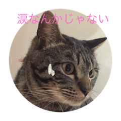 [LINEスタンプ] ねこ  ごま