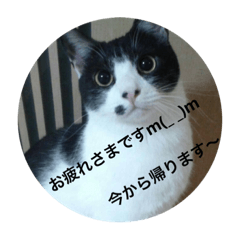 [LINEスタンプ] my cat is maakunの画像（メイン）