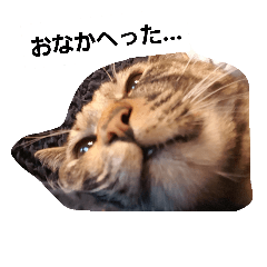 [LINEスタンプ] momoのつぶやきの画像（メイン）