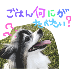 [LINEスタンプ] 愛犬れんちゃんの日常3