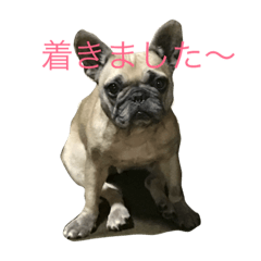 [LINEスタンプ] 小梅ちゃんちゃん