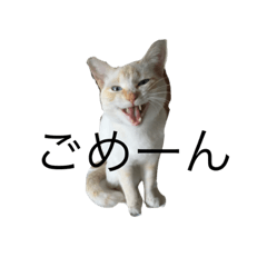 [LINEスタンプ] 話す猫