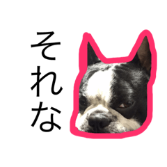 [LINEスタンプ] ボストンテリアのこじろう