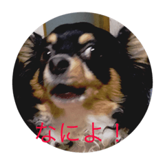 [LINEスタンプ] チワワ君 あいさつ 一言