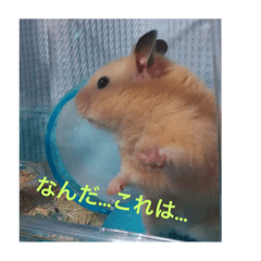 かわいいみかんくんのスタンプ