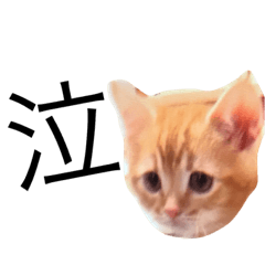 [LINEスタンプ] ぬこスタの画像（メイン）