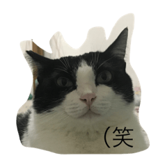 [LINEスタンプ] Popopopopoter