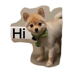 [LINEスタンプ] Bushi the dog
