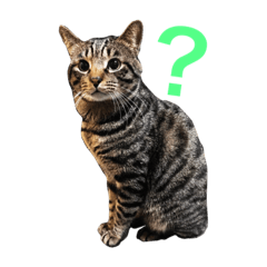 [LINEスタンプ] うちんちのねこ写真スタンプ