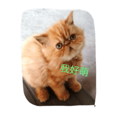 [LINEスタンプ] cat luluの画像（メイン）