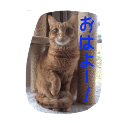 [LINEスタンプ] うちの猫 うみの写真スタンプ