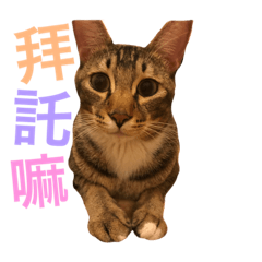 [LINEスタンプ] sweet boboの画像（メイン）