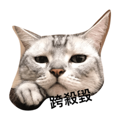 [LINEスタンプ] maomaocatの画像（メイン）