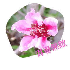 [LINEスタンプ] Fancy talk of the beautiful flowersの画像（メイン）