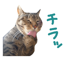 [LINEスタンプ] ねこやにさん