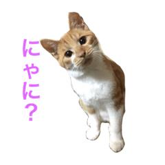 [LINEスタンプ] よもぎの日常の画像（メイン）