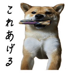 [LINEスタンプ] 柴犬のふく