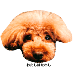 [LINEスタンプ] わたしはたわしの画像（メイン）