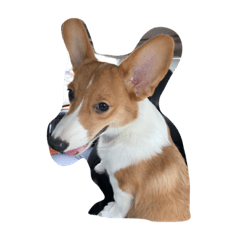 [LINEスタンプ] corgi fat fatの画像（メイン）