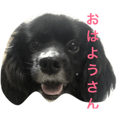 [LINEスタンプ] がろすけ