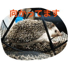 [LINEスタンプ] 挨拶ハリネズミペコ