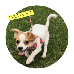 [LINEスタンプ] 愛犬 しぴちゃん