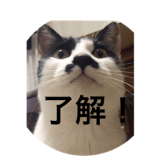 [LINEスタンプ] ちょび．ねこの画像（メイン）